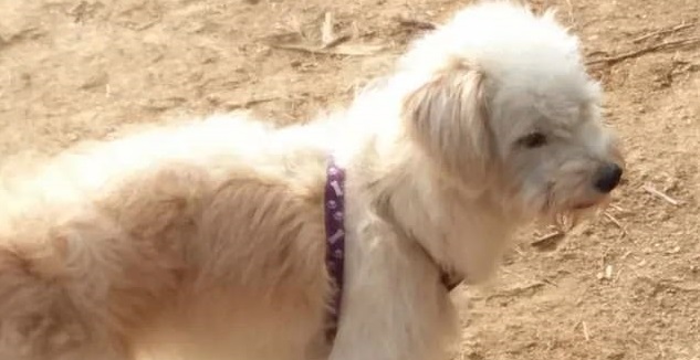 Perro recorrió 60 kilómetros en 26 días para volver a su hogar: su familia lo olvidó en gasolinera