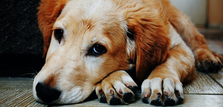 Proyecto de ley busca declarar a animales y mascotas 