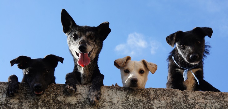 ¿Por qué los perros montan objetos? Todo lo que tienes que saber sobre masturbación canina