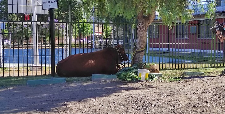 Vecinos alertan sobre presencia de un toro en Estación Central: fue amarrado a un árbol