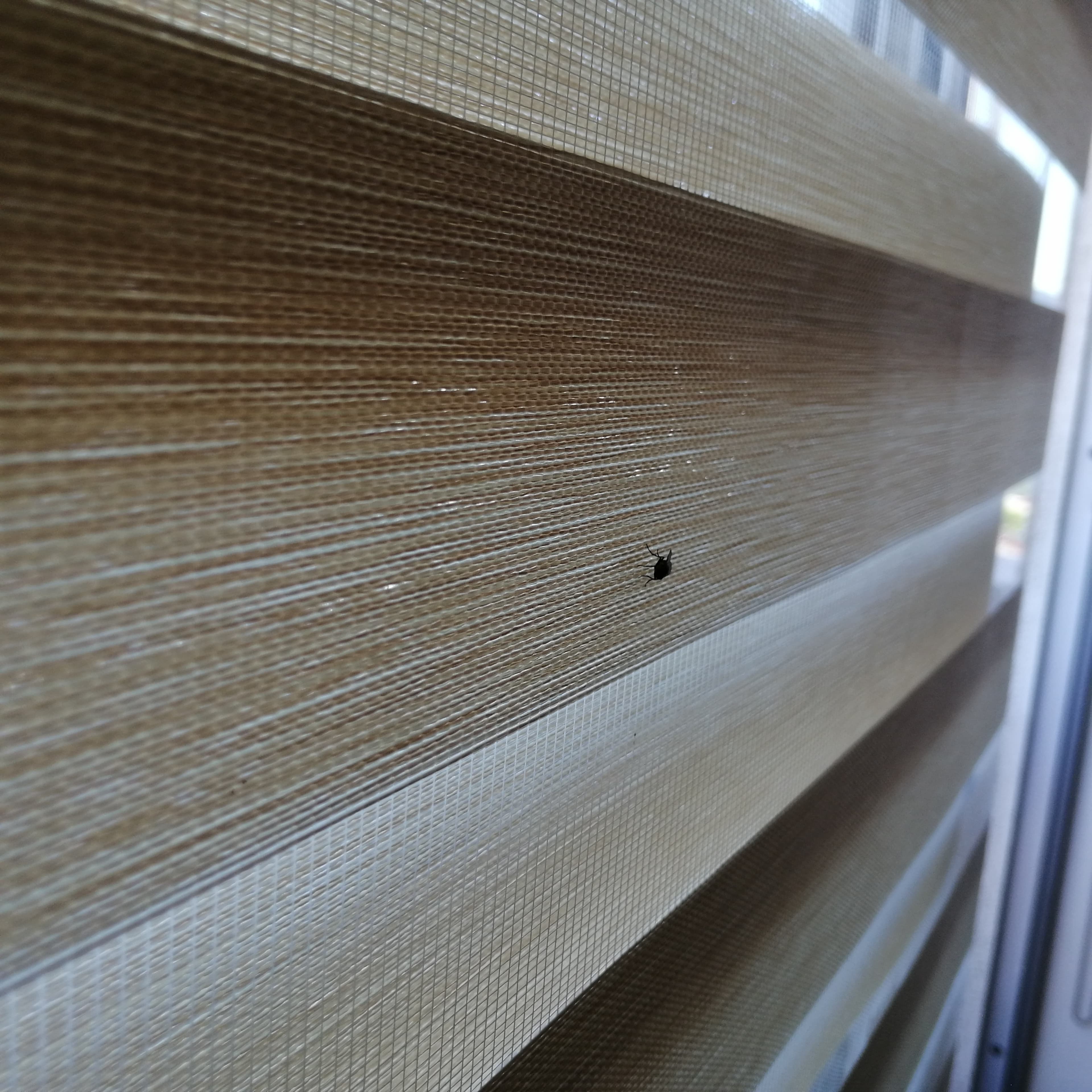 ¿Por qué hay más moscas en verano?