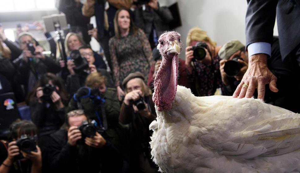 Insólito caso en Letonia: 3 hombres fueron detenidos por robar un pavo al que embriagaron con vodka
