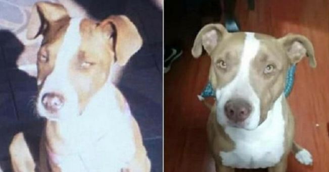 Mujer mata a perrita de vecina a cuchillazos: can atacó a su mascota