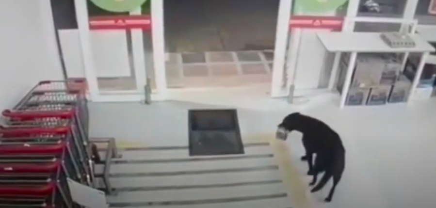 Perro entró a supermercado, robó comida y antes de salir se 