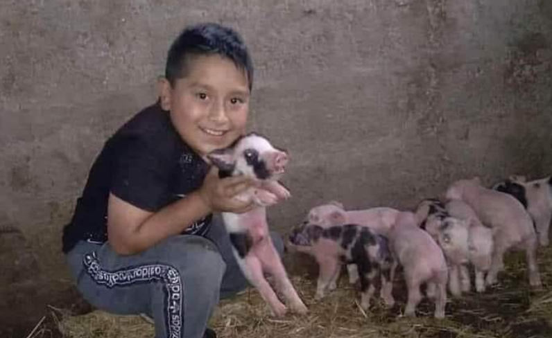 Niño envía audio a su profesora y se hace viral: no pudo entregar su tarea porque su cerdita pariría
