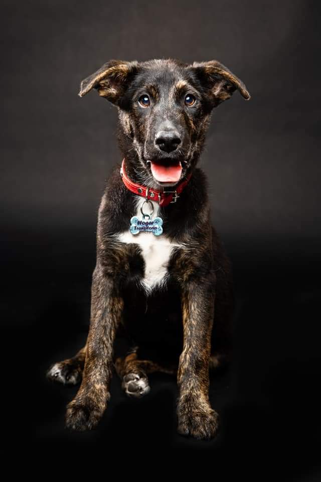 la historia de Marcelo Pablo, el cachorro que fue adoptado y devuelto a los días