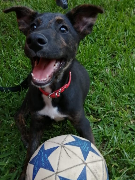 la historia de Marcelo Pablo, el cachorro que fue adoptado y devuelto a los días