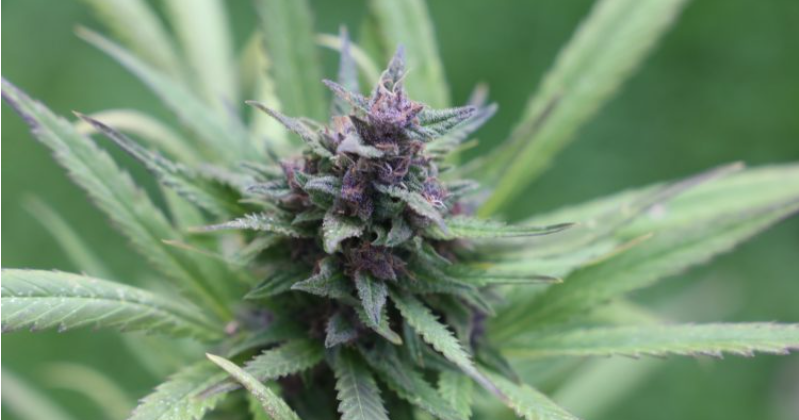 ONU quita a la marihuana de la lista de drogas peligrosas y reconoce sus propiedades medicinales