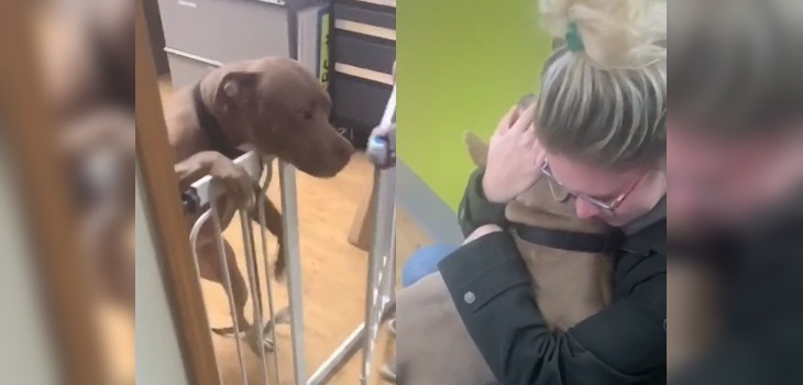 Joven sufrió robo de su perro y casi tres años después apareció: emotivo reencuentro se viralizó