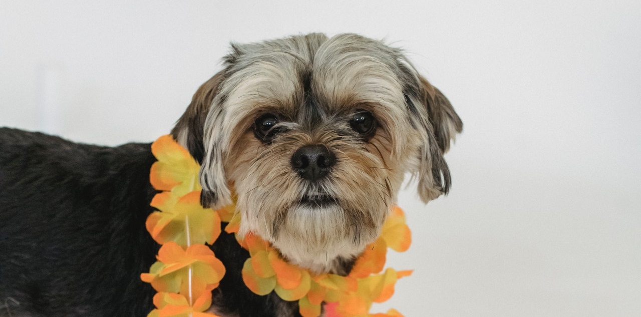 Cómo proteger a nuestras mascotas de los fuegos artificiales en Año Nuevo: especialista entrega tips