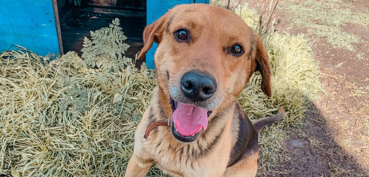 Viña del Mar: presentan querella por maltrato animal tras presunto ataque sexual contra perrito