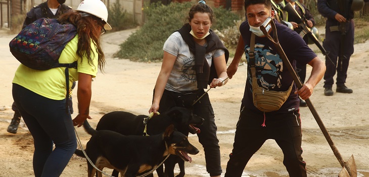 A propósito de incendios en Quilpué: veterinario entrega consejos para la evacuación de mascotas