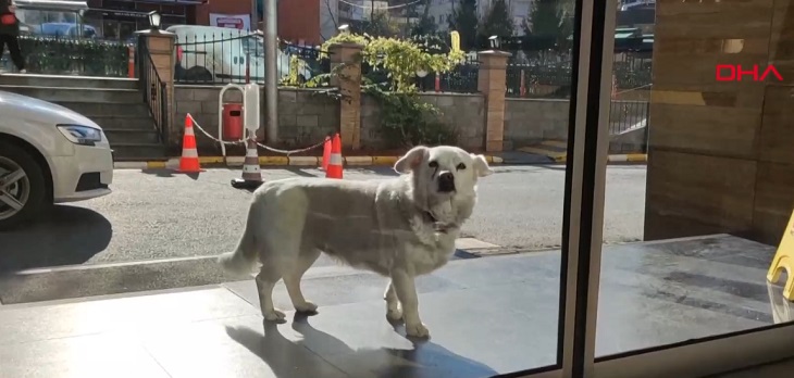 Perrita esperó a su amo durante 5 días afuera de un hospital en Turquía: estaba hospitalizado