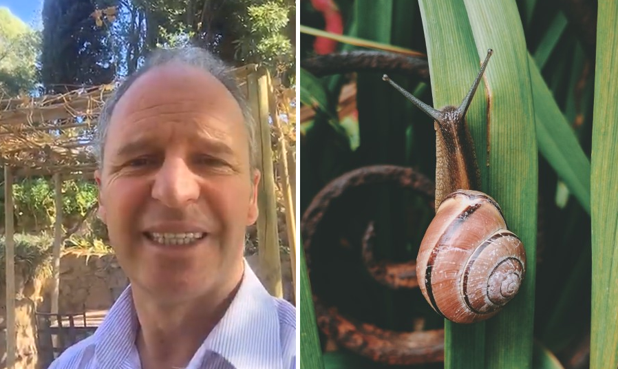 “Bichólogo” Alfredo Ugarte y sus tips para combatir caracoles de jardín: NO debes usar veneno