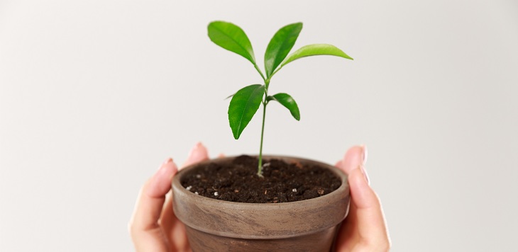 El riego es esencial: lo que debes saber sobre los cuidados de las plantas en verano