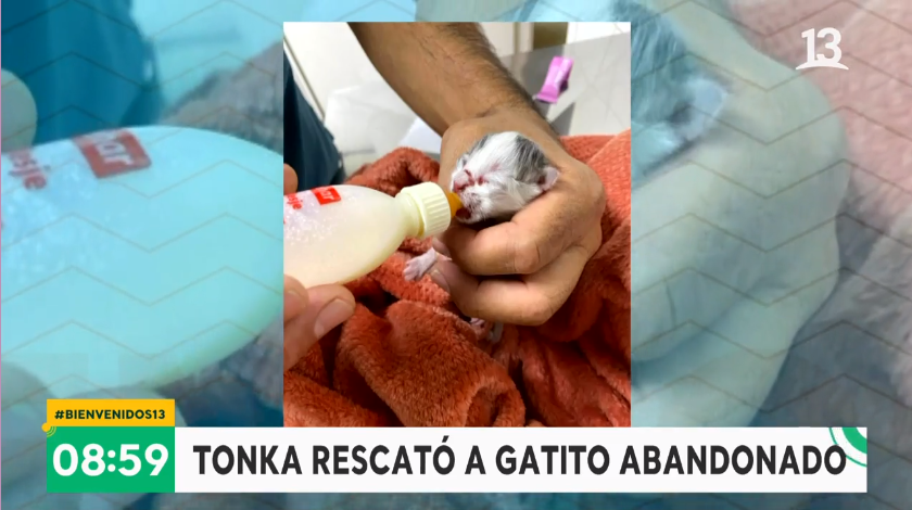 Tonka Tomicic adoptó un gato