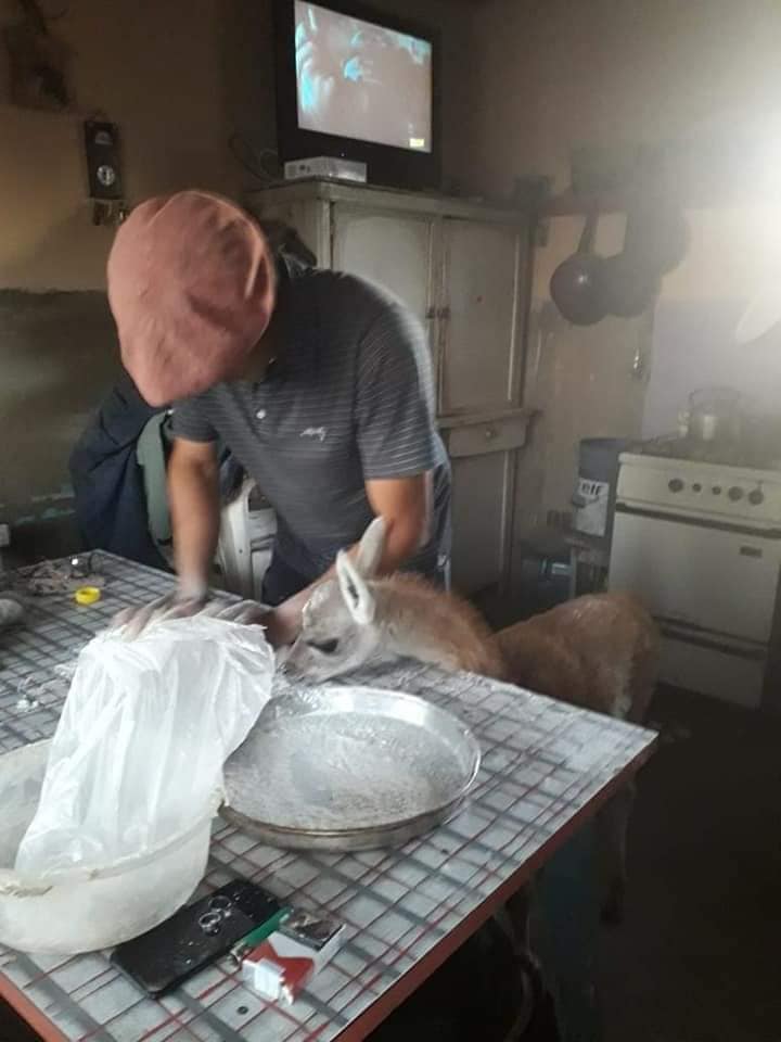 Este tierno guanaco se llama 'Panchito' y se ha convertido en toda una estrella en Argentina