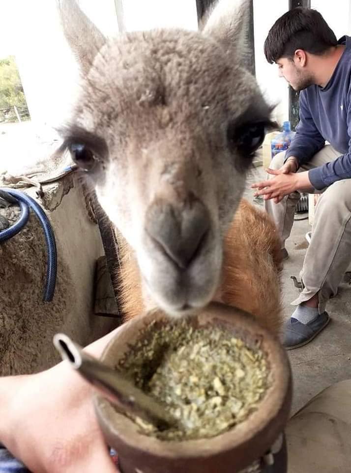 Este tierno guanaco se llama 'Panchito' y se ha convertido en toda una estrella en Argentina