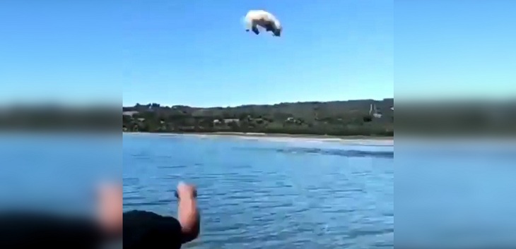 Grave caso de maltrato animal: hombre arrojó a perrito 