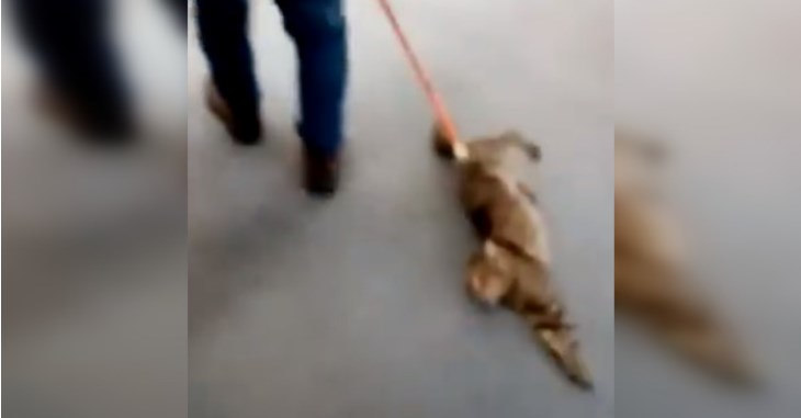 Denuncian brutal maltrato animal en oficina de banco: organización presentará querella