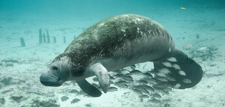 Autoridades de EEUU buscan a desconocido que raspó espalda de un manatí para escribir 