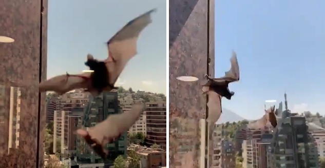 Murciélagos en Las Condes: 'bichólogo' Alfredo Ugarte explica qué hacer si encuentras uno en casa