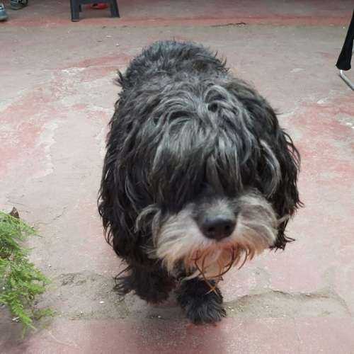 Municipalidad de Renca