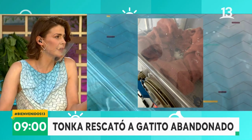 Tonka Tomicic adoptó un gato