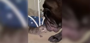 Conoce a Tyson, el sharpei que ayuda en la crianza de una camada de gatitos