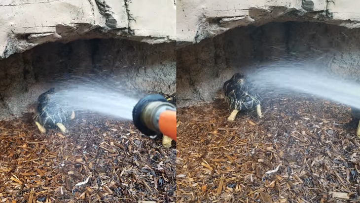 Tortuga es viral por tierno ‘baile de la felicidad’ en EEUU: cuidadores explicaron su comportamiento