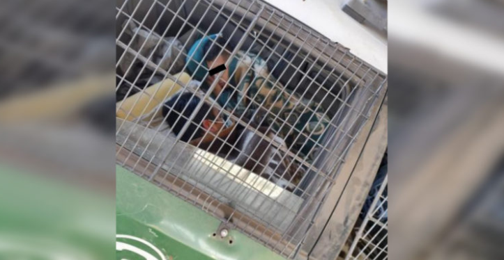 Cedida a BioBioChile