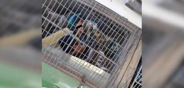 Carabineros abre sumario tras denuncia: uniformados fueron aislados en patrullas tras realizarse PCR