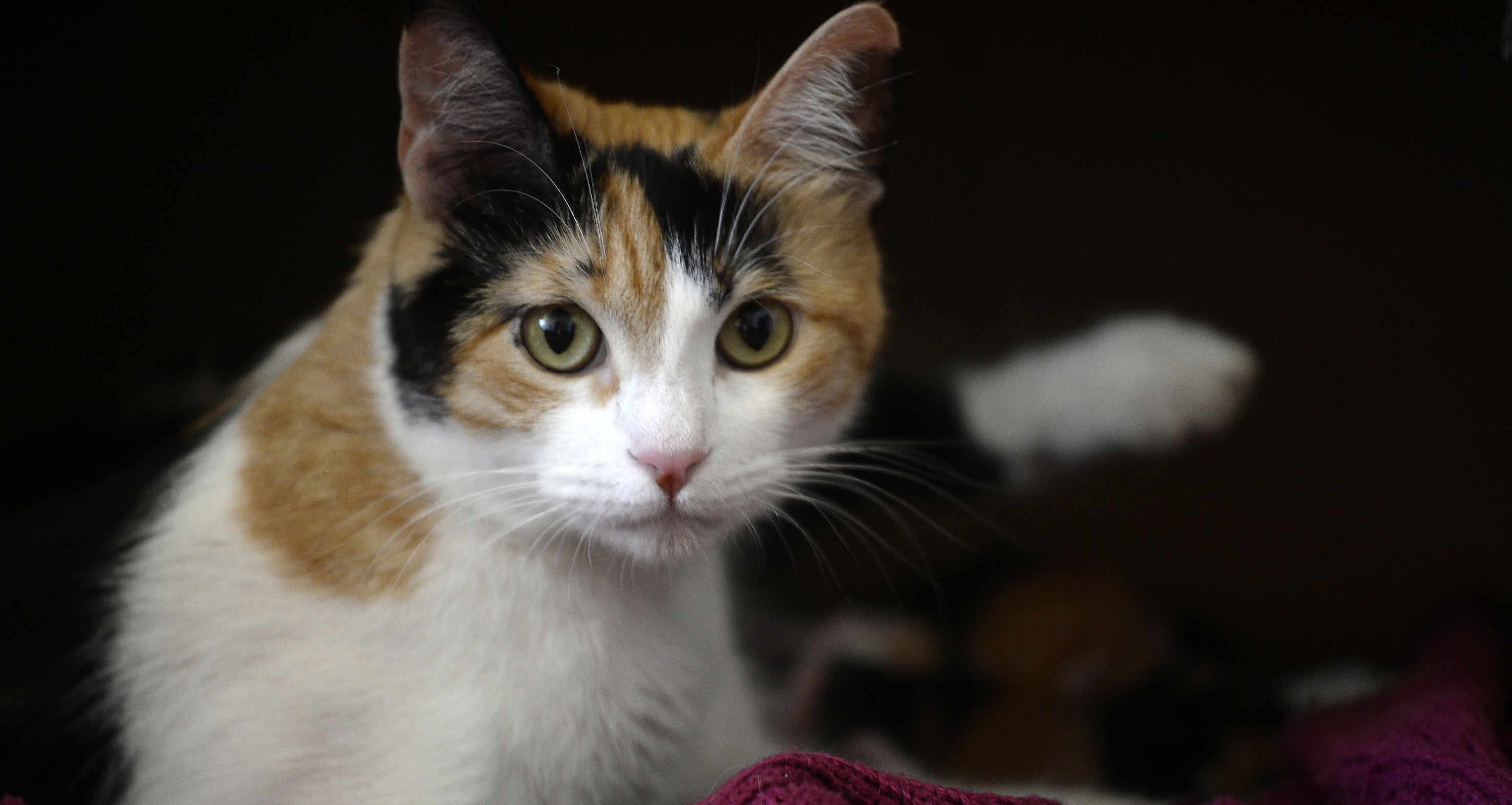 SAG inicia investigación por conocido alimento para gatos que estaría afectando su salud