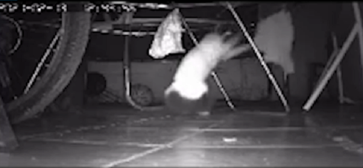 Insólito caso de ladrón de ropa en Maipú: Gato es captado llevándose prendas de vecinos