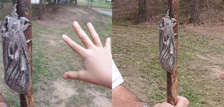 Encuentran en Australia a desconocida polilla gigante: su tamaño es el de la mano de un adulto