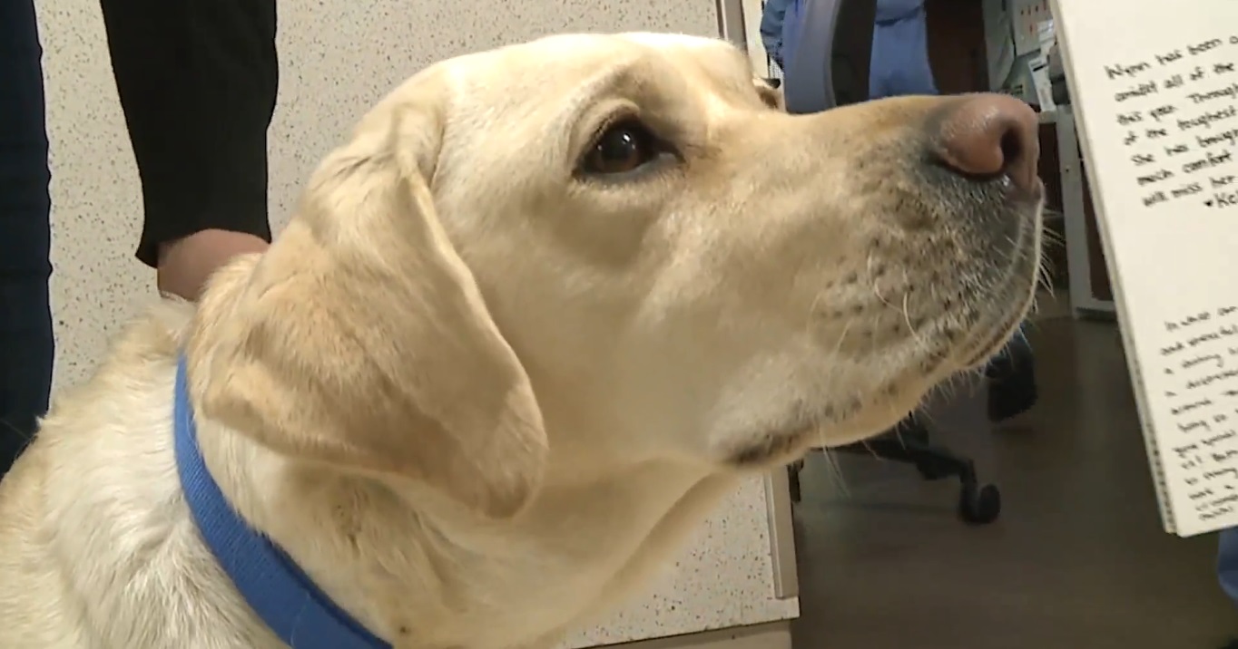 Personal de salud organizó emotiva fiesta de despedida a una perrita de terapia en Estados Unidos