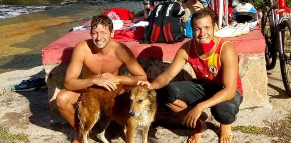 Registran tenso rescate a perro que cayó a río en Córdoba: salvavidas actuaron en el momento justo