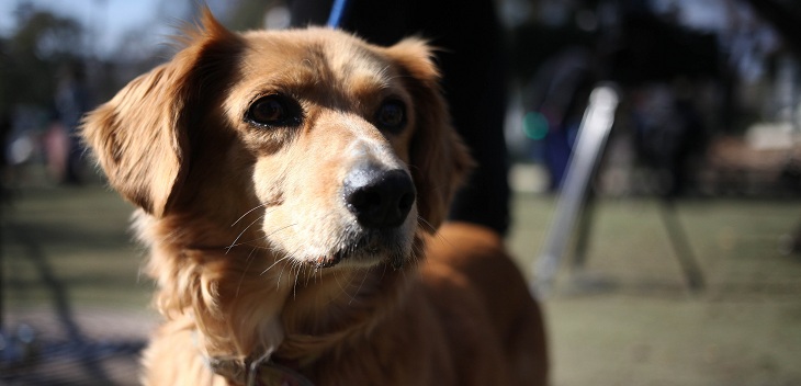 Covid, Coby, Mascarilla y Pandemio: chilenos bautizaron a sus mascotas influenciados por coronavirus