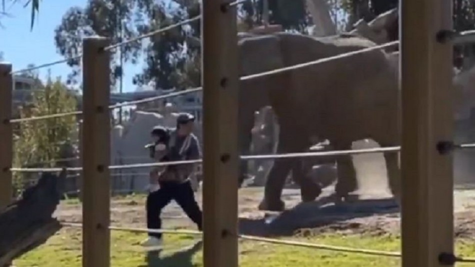 Elefante atacó a hombre que ingresó a jaula junto a su hija de dos años para tomarse una foto