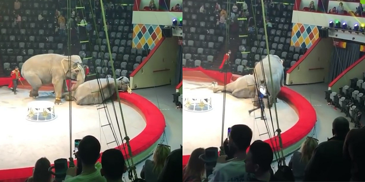 Pelea de dos elefantes en un circo de Rusia es viral: animales se golpearon en plena función