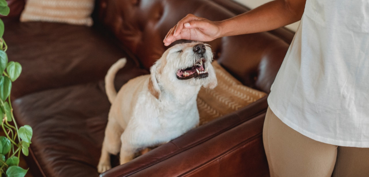 Los lugares donde debes acariciar a tu perro y lo que significa para el animal, según experto