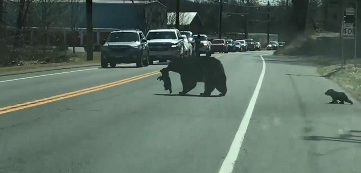 Captan particular momento que vivió osa con sus cachorros que intentaban cruzar la calle en EE.UU