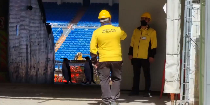 ¿Pingüinos en el Santiago Bernabéu? Insólito video en el estadio español causa furor en las redes