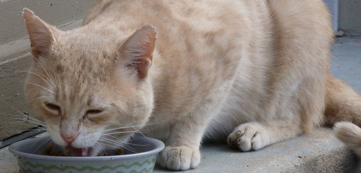Sernac alerta una vez más por otro alimento de gatos adultos que generaría problemas de salud