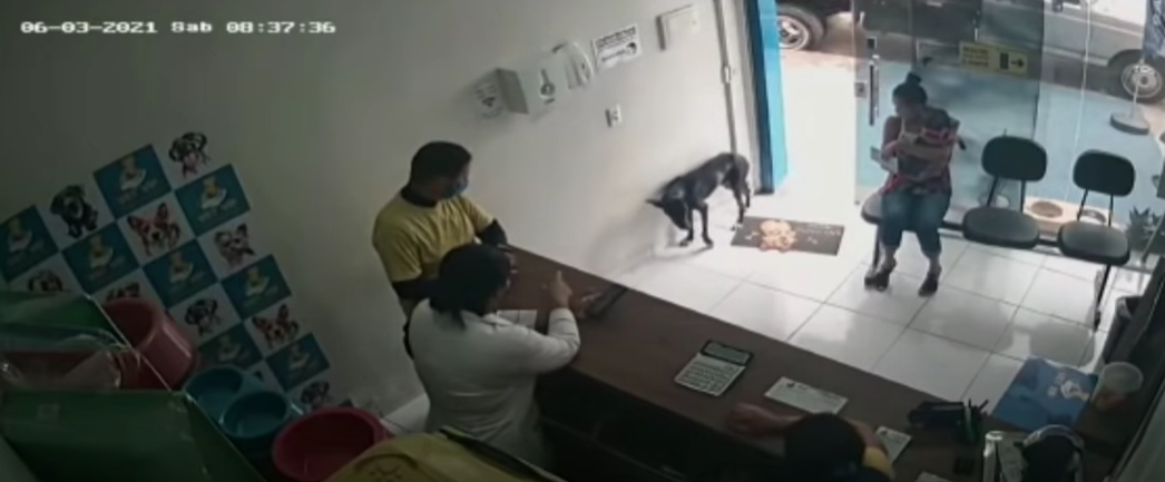Perro herido y sin dueño llegó hasta veterinaria en Brasil para que lo atendieran: registro es viral