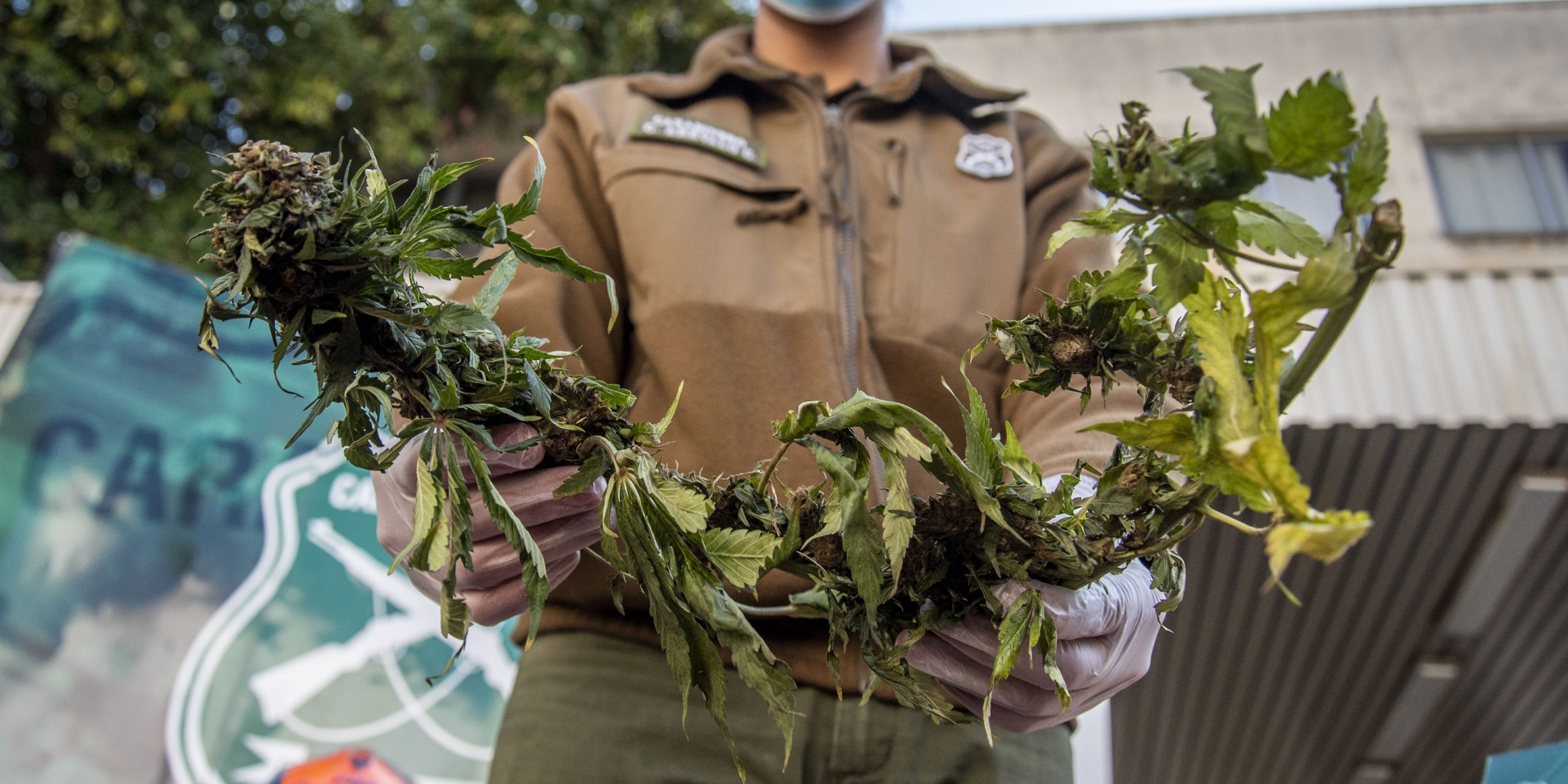 Hombre vendía marihuana en pan amasado: decomisaron 5 kilos y 11 plantas de cannabis en su casa
