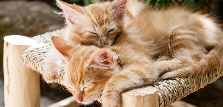 Sernac exige a Carozzi que compense a dueños de gatos afectados por lotes defectuosos de Master Cat