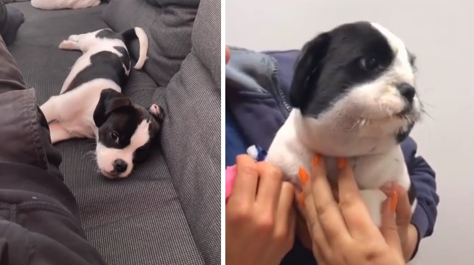 Cachorro se vuelve viral en TikTok por cómo luce rostro tras haberse comido un abeja