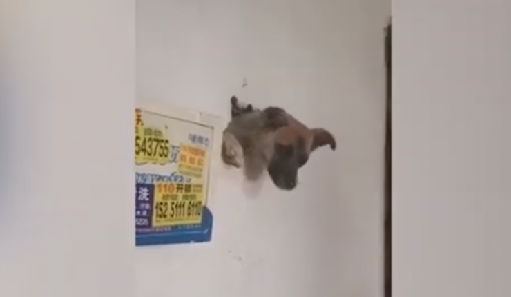 Perrito se atoró en pared tras huir despavorido de fuegos artificiales: tuvieron que rescatarlo