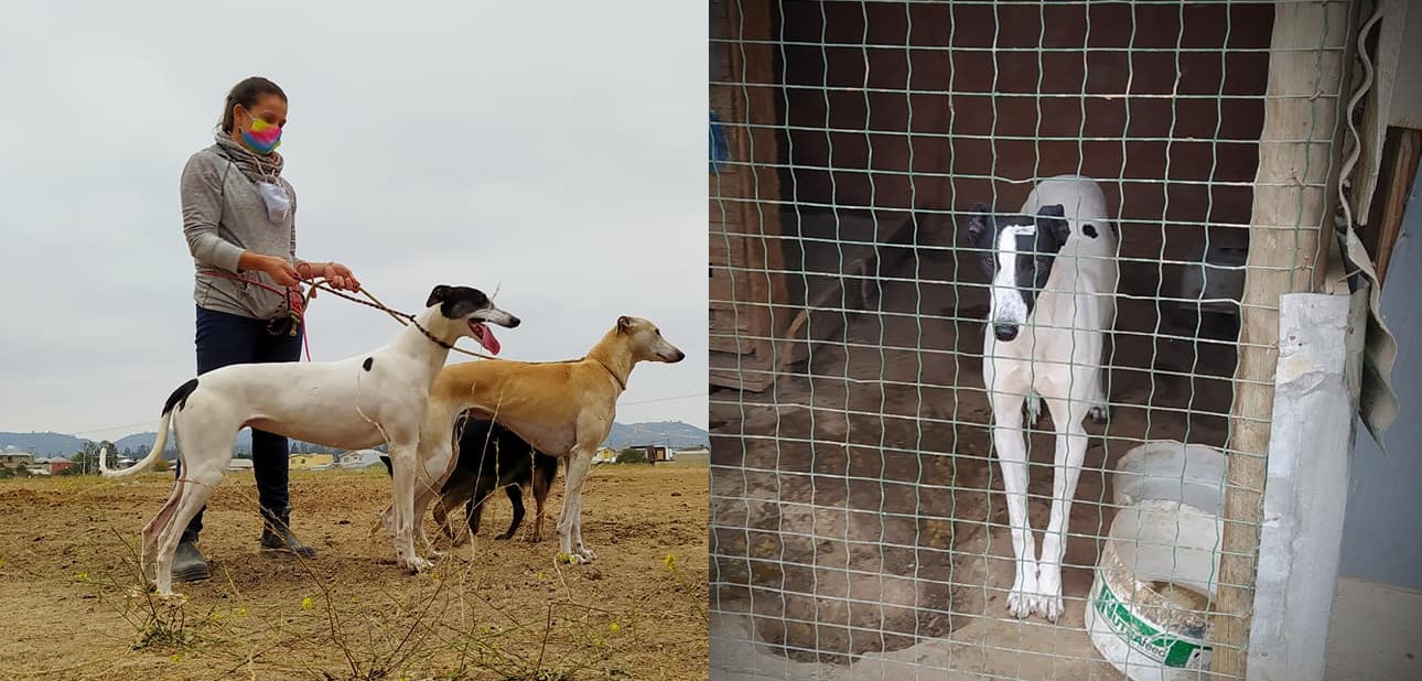 Hacinamiento y maltrato animal: rescatan a 35 perros encerrados en propiedad de Casablanca